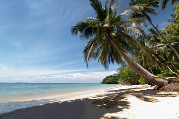 Summer time on beach. Green coconut tree on a white sand beach at sea Kata beach, Phuket, Thailand.