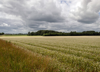 beautiful landscape with buckwheat field, white buckwheat flowers, blurred forest and cloud background, summer time