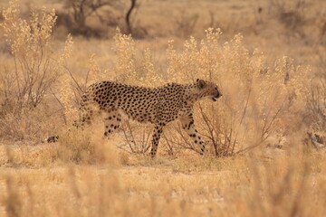Cheetah in Namibia