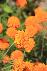 マリーゴールド