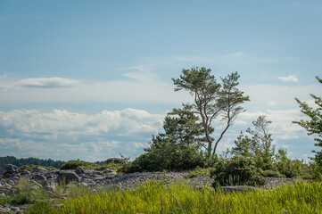 Obraz premium Wild rocky coastline of the Baltic sea with lonely pine in summer. The Gulf of Finland, Estonia.