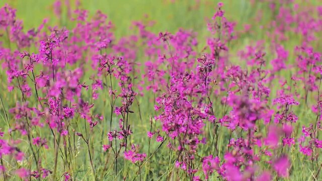 Pink field flower of viscaria