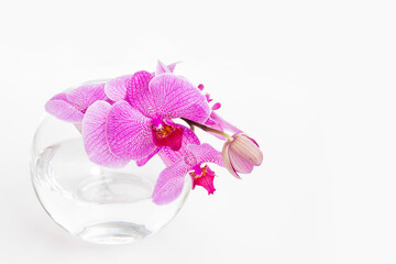 Orchid phalaenopsis in glass vase isolated on white background