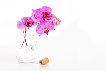 Orchid phalaenopsis in glass vase isolated on white background