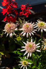 Flowers of  Echinacea - an herb stimulating the immune system
