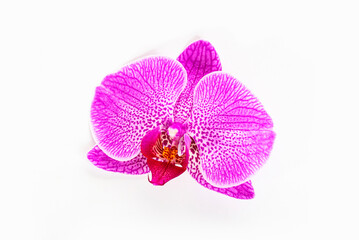 Single orchid flower isolated on white background close up