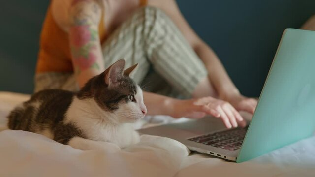 cat looking at laptop monitor and learning what his woman owner doing online. Pretty girl student educating university program via internet. Female business woman typing work message