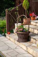 Fototapeta na wymiar Petunias in a wicker basket on the stone steps of the terrace