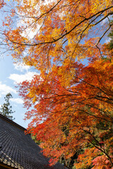 秋晴れの空と紅葉と屋根