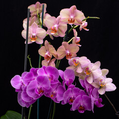 Naklejka na ściany i meble Beauty colorful orchid flowers isolated on black background