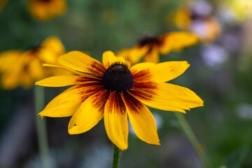Flowers of  Echinacea - an herb stimulating the immune system