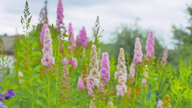 Decorative flowers Billards Spirea. Flower field