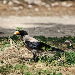 A Hooded Crow on the ground