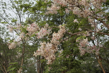 tree in the spring