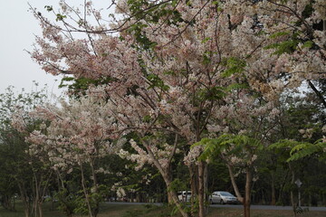 blooming cherry tree