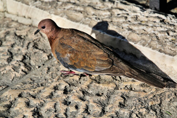 A close up of a Turtle Dove