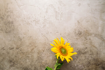 Autumn background with sunflowers and copy space for your design