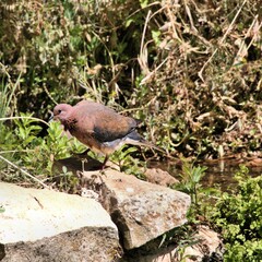 A close up of a Turtle Dove