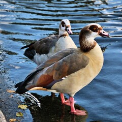 Egyptian goose on the water