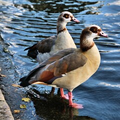 Egyptian goose on the water