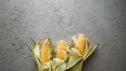 Top view of fresh sweet corn cob with copy space on concrete textured background