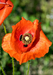 bright red poppies, fragments of poppy petals on a blurred background