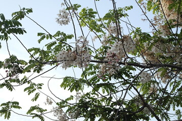 branches of a tree with leaves