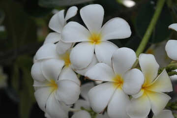 Plakat white frangipani flowers