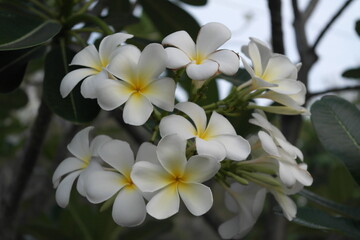 white frangipani flowers