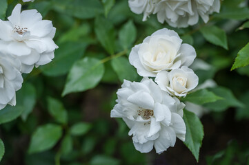 Obraz na płótnie Canvas White rose flower in roses garden. Soft focus.