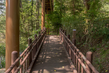 Fototapeta premium Boardwalk under tall shade trees in forest park