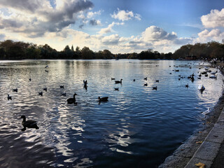 Naklejka premium A view of birds on Ellesmere Lake