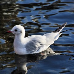 A view of a Black Headed Gull