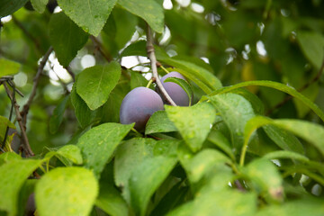 Fresh plums on the tree branch in a garden