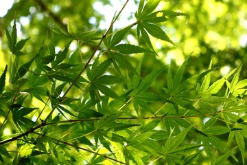 新緑　木漏れ日　爽やか　カエデ　風景