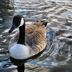A view of a Canada Goose
