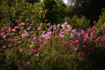 cosmos flowers with pink and white petals. colorfully plants in the garden