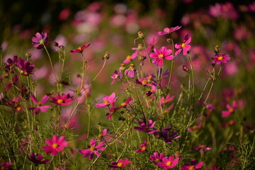 cosmos flowers with pink and white petals. colorfully plants in the garden
