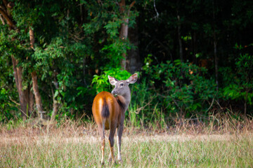 A female deer feeds on the grass near the evening forest line in Khao Yai National Park, Thailand. A dear in the national park.