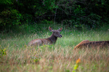 A female deer feeds on the grass near the evening forest line in Khao Yai National Park, Thailand. A dear in the national park.