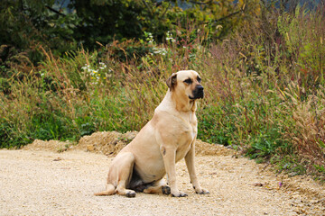 A large light-colored dog sits on a sandy road.