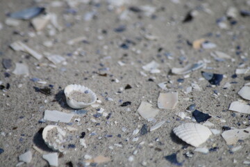 Muschelschalen