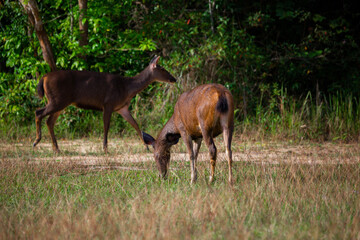 Naklejka na ściany i meble A female deer feeds on the grass near the evening forest line in Khao Yai National Park, Thailand. A dear in the national park.