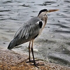 A view of a Grey Heron