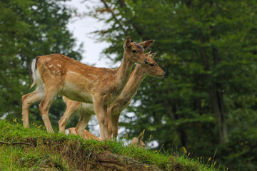 Beautiful young sika deer came out of the forest.