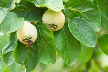 Quince tree with golden, grey-white fine hair covered apple fruits