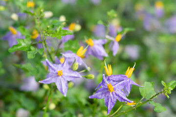 Solanum trilobatum L. Blurred background.
