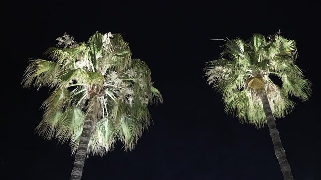 Menton, France - July 2, 2020: Illuminated palm trees at night on the promenade in Menton