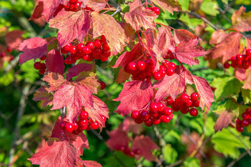 Viburnum and red leaves