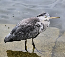A view of a Grey Heron